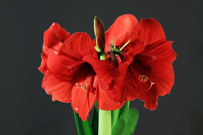 Amaryllis in fast voller Blütenpracht.JPG - Amaryllis in fast voller Blütenpracht
